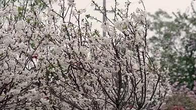 4k实拍春天唯美樱花视频的预览图